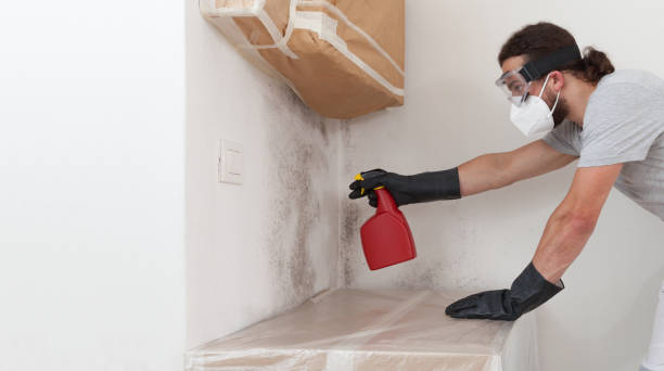 Professional Basement Mold Removal technician working in Lothian, MD