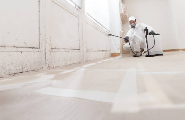 24/7 Emergency Basement Mold Removal experts in Lothian, MD