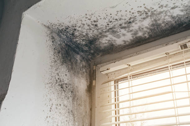 Affordable Basement Mold Removal solutions in Lothian, MD